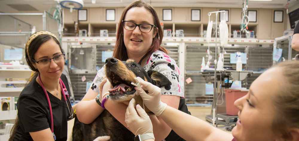 Photo of three veterinarians working with a dog in a vet's office