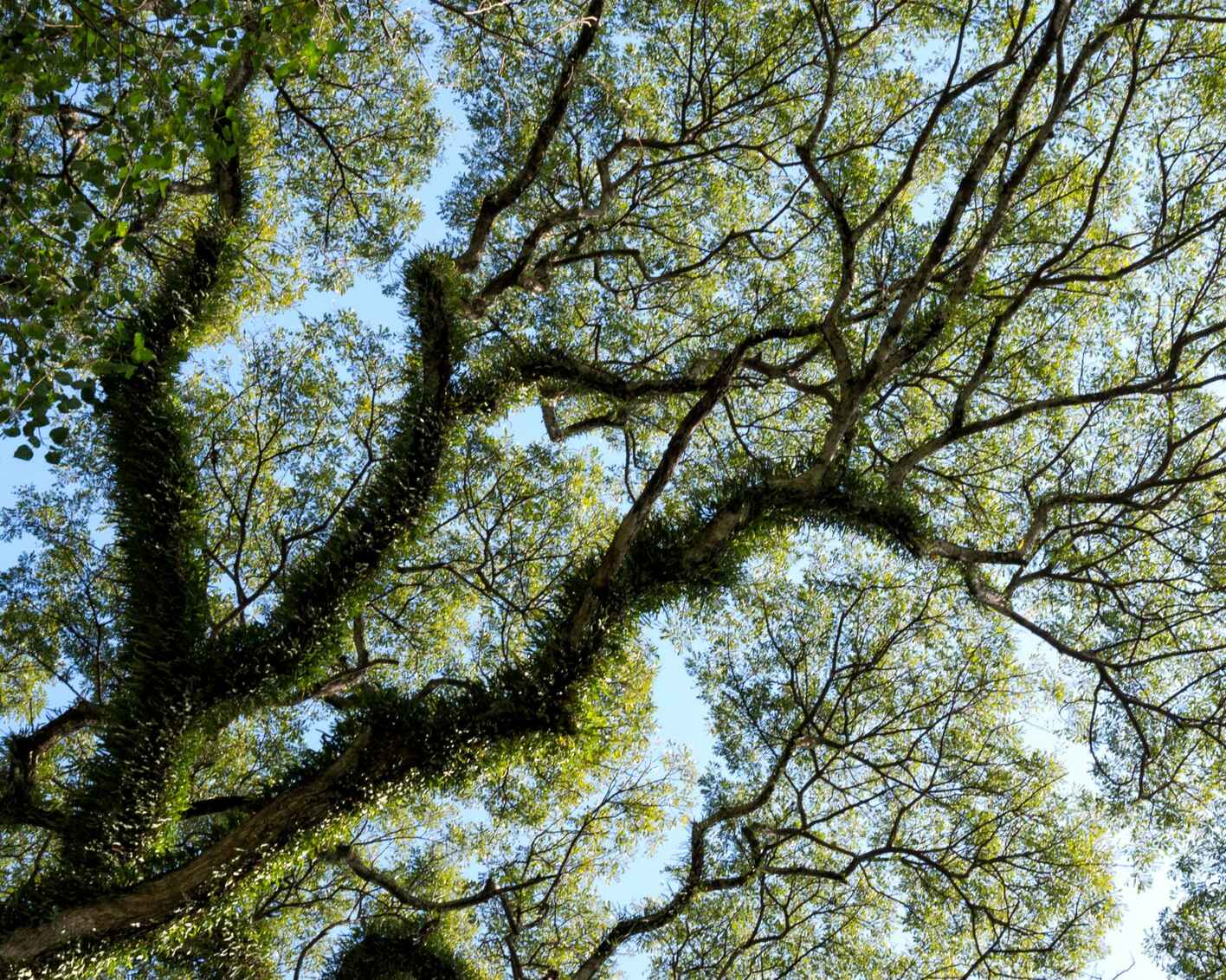 From the ground up photo of tree branches