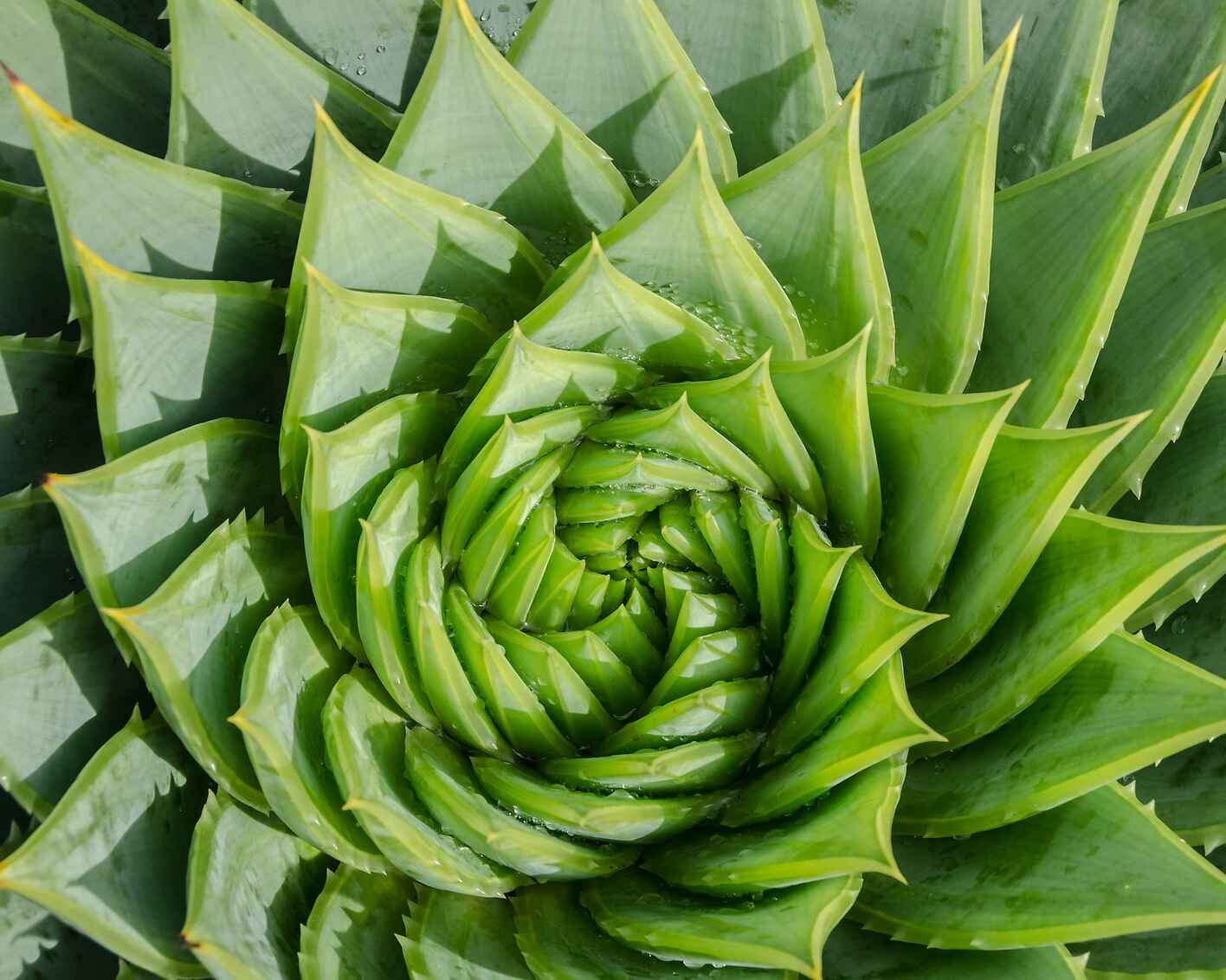 Close up photo of a spiral aloe vera with water drops