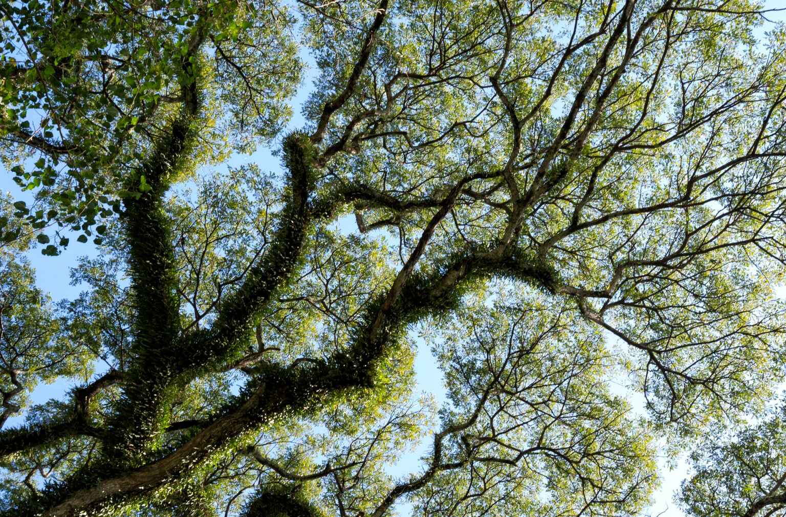 From the ground up photo of tree branches