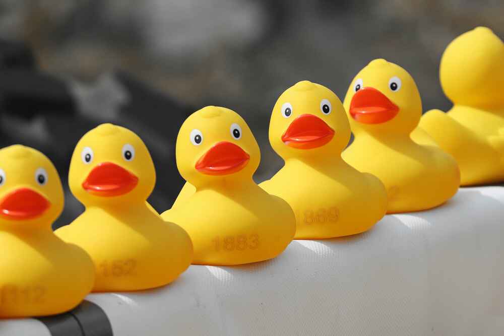 A photo of rubber duckies lined up in a neat row