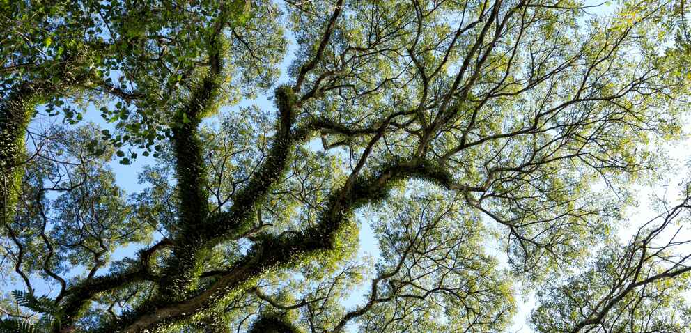 branches