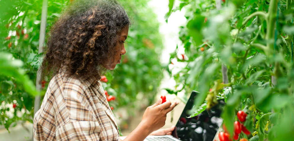 woman outside sits among fresh tomatoes on a vine and appears to be studying the growth and production, with a laptop in one hand and a cherry tomato in the other.